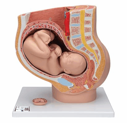 Pregnancy Pelvis Model in Median Section with Removable Fetus (40 weeks), 3 part - 3B Smart Anatomy